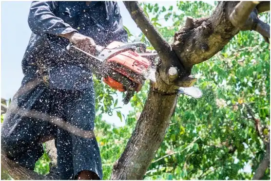 tree services Knapp